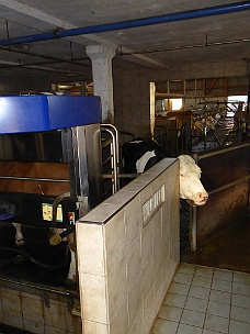P1010908 Milking Cows
